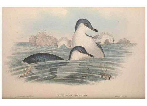 Reproducción/Reproduction 36765582766: The birds of Australia.. London,Printed by R. and J. E. Taylor; pub. by the author,[1840]-48.