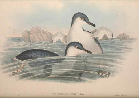 Reproducción/Reproduction 36765582766: The birds of Australia.. London,Printed by R. and J. E. Taylor; pub. by the author,[1840]-48.