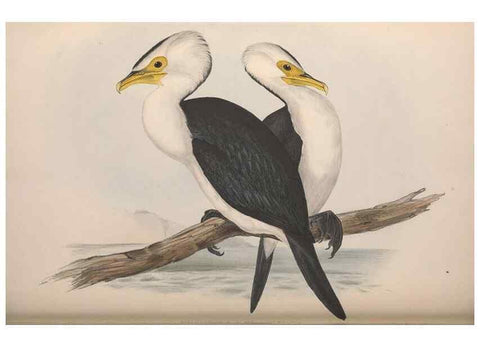 Reproducción/Reproduction 36144775563: The birds of Australia.. London,Printed by R. and J. E. Taylor; pub. by the author,[1840]-48.