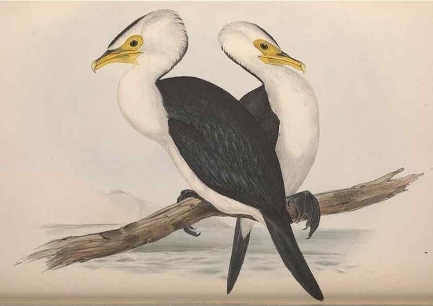 Reproducción/Reproduction 36144775563: The birds of Australia.. London,Printed by R. and J. E. Taylor; pub. by the author,[1840]-48.