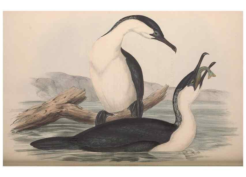 Reproducción/Reproduction 36144773713: The birds of Australia.. London,Printed by R. and J. E. Taylor; pub. by the author,[1840]-48.