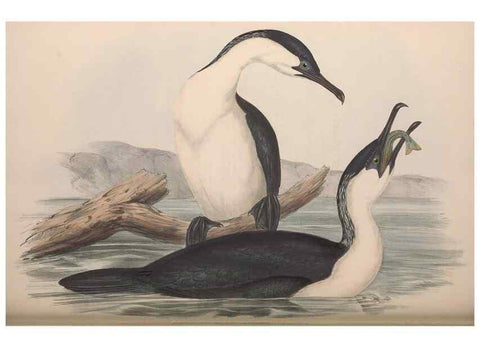 Reproducción/Reproduction 36144773713: The birds of Australia.. London,Printed by R. and J. E. Taylor; pub. by the author,[1840]-48.