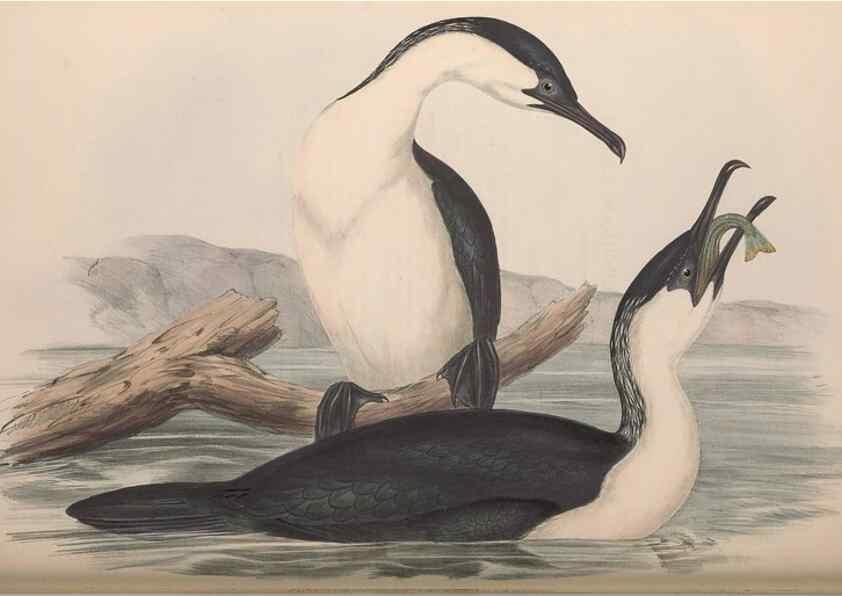Reproducción/Reproduction 36144773713: The birds of Australia.. London,Printed by R. and J. E. Taylor; pub. by the author,[1840]-48.