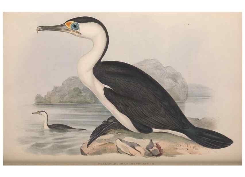 Reproducción/Reproduction 36144771953: The birds of Australia.. London,Printed by R. and J. E. Taylor; pub. by the author,[1840]-48.