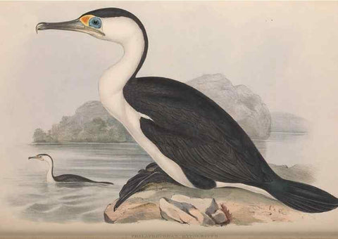 Reproducción/Reproduction 36144771953: The birds of Australia.. London,Printed by R. and J. E. Taylor; pub. by the author,[1840]-48.