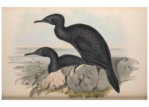 Reproducción/Reproduction 36144770753: The birds of Australia.. London,Printed by R. and J. E. Taylor; pub. by the author,[1840]-48.