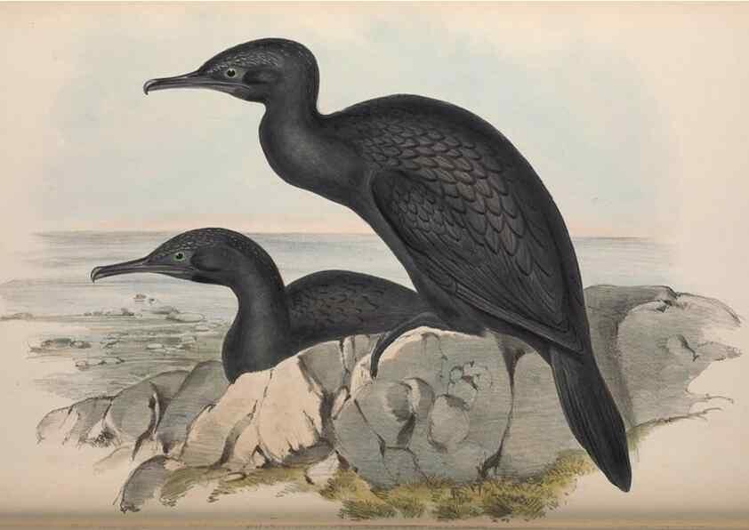 Reproducción/Reproduction 36144770753: The birds of Australia.. London,Printed by R. and J. E. Taylor; pub. by the author,[1840]-48.