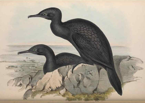 Reproducción/Reproduction 36144770753: The birds of Australia.. London,Printed by R. and J. E. Taylor; pub. by the author,[1840]-48.