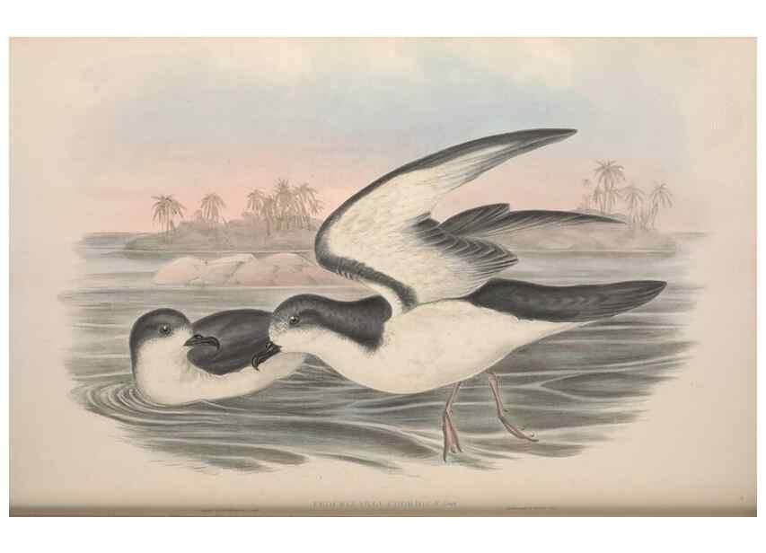 Reproducción/Reproduction 36556943870: The birds of Australia.. London,Printed by R. and J. E. Taylor; pub. by the author,[1840]-48.