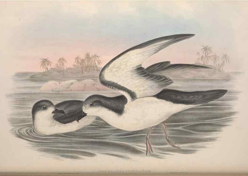 Reproducción/Reproduction 36556943870: The birds of Australia.. London,Printed by R. and J. E. Taylor; pub. by the author,[1840]-48.