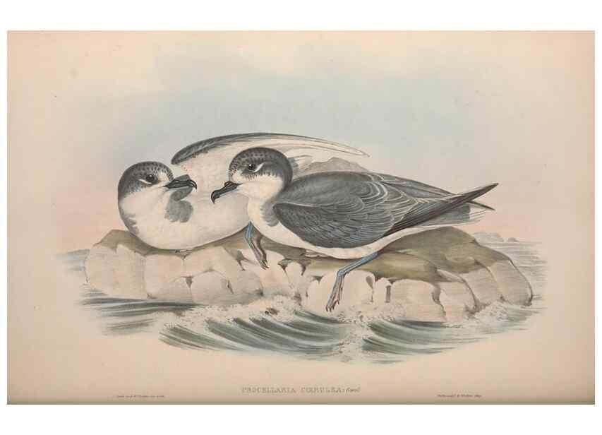 Reproducción/Reproduction 36556945140: The birds of Australia.. London,Printed by R. and J. E. Taylor; pub. by the author,[1840]-48.