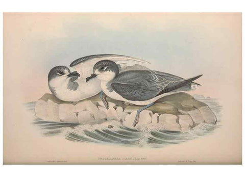 Reproducción/Reproduction 36556945140: The birds of Australia.. London,Printed by R. and J. E. Taylor; pub. by the author,[1840]-48.