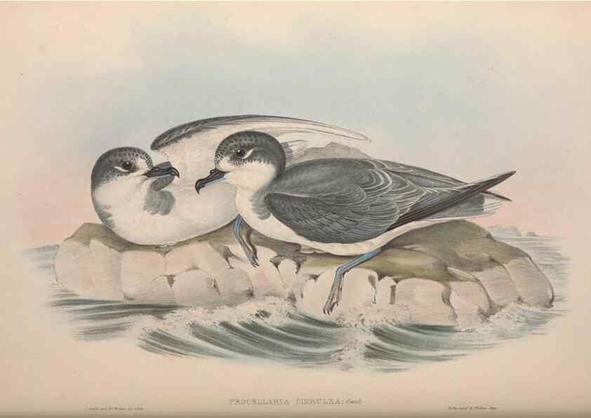 Reproducción/Reproduction 36556945140: The birds of Australia.. London,Printed by R. and J. E. Taylor; pub. by the author,[1840]-48.