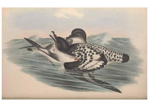 Reproducción/Reproduction 36556946080: The birds of Australia.. London,Printed by R. and J. E. Taylor; pub. by the author,[1840]-48.