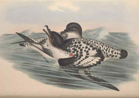 Reproducción/Reproduction 36556946080: The birds of Australia.. London,Printed by R. and J. E. Taylor; pub. by the author,[1840]-48.