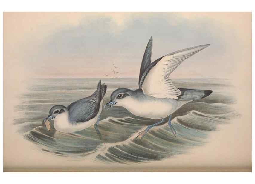 Reproducción/Reproduction 36556946840: The birds of Australia.. London,Printed by R. and J. E. Taylor; pub. by the author,[1840]-48.