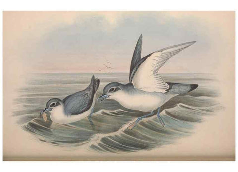 Reproducción/Reproduction 36556946840: The birds of Australia.. London,Printed by R. and J. E. Taylor; pub. by the author,[1840]-48.
