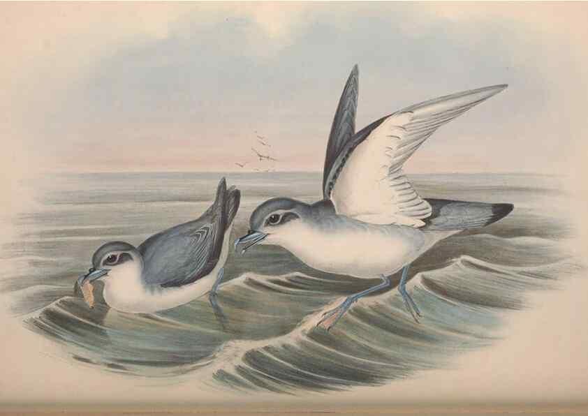 Reproducción/Reproduction 36556946840: The birds of Australia.. London,Printed by R. and J. E. Taylor; pub. by the author,[1840]-48.