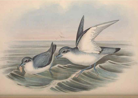 Reproducción/Reproduction 36556946840: The birds of Australia.. London,Printed by R. and J. E. Taylor; pub. by the author,[1840]-48.