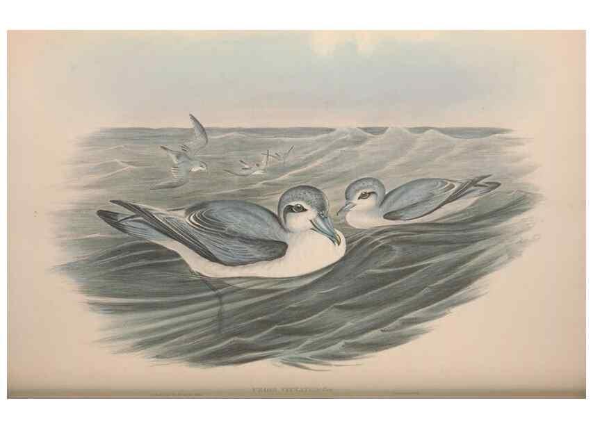 Reproducción/Reproduction 36556947860: The birds of Australia.. London,Printed by R. and J. E. Taylor; pub. by the author,[1840]-48.