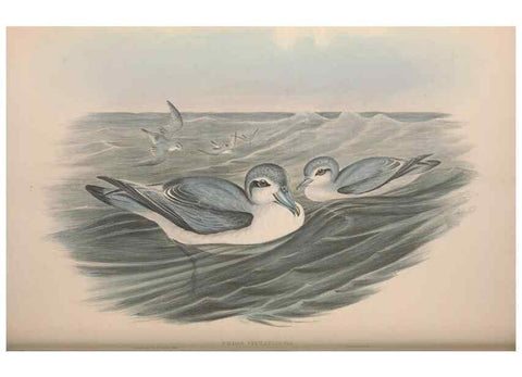 Reproducción/Reproduction 36556947860: The birds of Australia.. London,Printed by R. and J. E. Taylor; pub. by the author,[1840]-48.