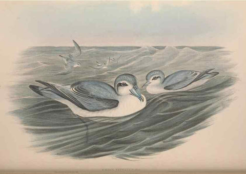Reproducción/Reproduction 36556947860: The birds of Australia.. London,Printed by R. and J. E. Taylor; pub. by the author,[1840]-48.