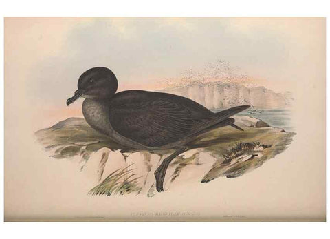 Reproducción/Reproduction 36556948630: The birds of Australia.. London,Printed by R. and J. E. Taylor; pub. by the author,[1840]-48.