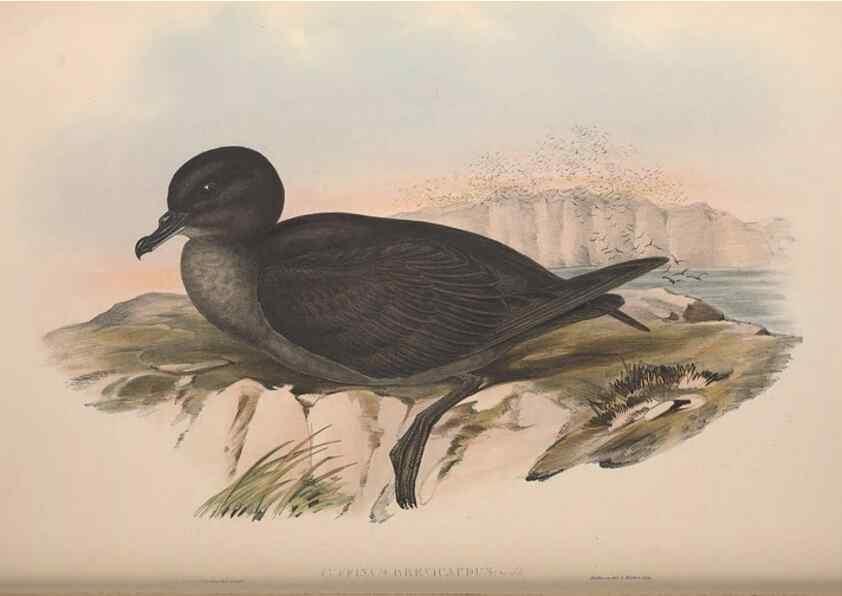 Reproducción/Reproduction 36556948630: The birds of Australia.. London,Printed by R. and J. E. Taylor; pub. by the author,[1840]-48.