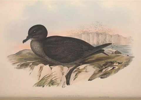 Reproducción/Reproduction 36556948630: The birds of Australia.. London,Printed by R. and J. E. Taylor; pub. by the author,[1840]-48.