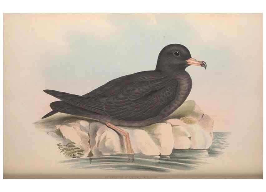 Reproducción/Reproduction 36556949560: The birds of Australia.. London,Printed by R. and J. E. Taylor; pub. by the author,[1840]-48.