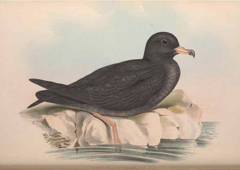 Reproducción/Reproduction 36556949560: The birds of Australia.. London,Printed by R. and J. E. Taylor; pub. by the author,[1840]-48.