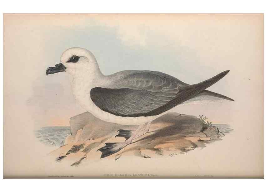 Reproducción/Reproduction 36556939380: The birds of Australia.. London,Printed by R. and J. E. Taylor; pub. by the author,[1840]-48.