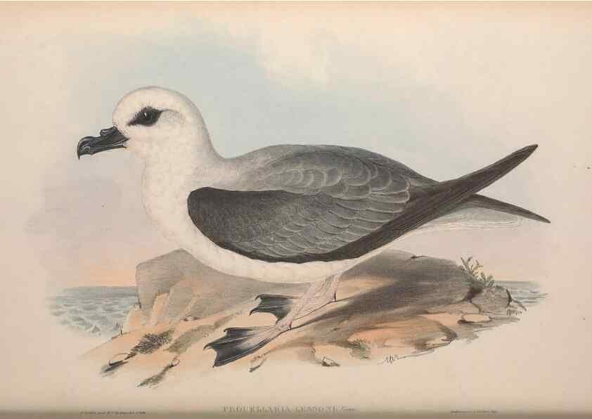 Reproducción/Reproduction 36556939380: The birds of Australia.. London,Printed by R. and J. E. Taylor; pub. by the author,[1840]-48.