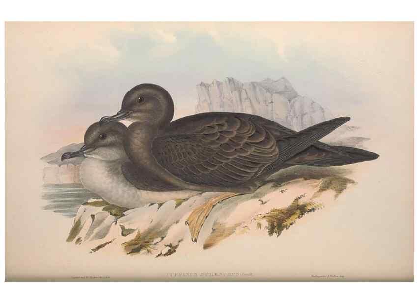 Reproducción/Reproduction 36144753963: The birds of Australia.. London,Printed by R. and J. E. Taylor; pub. by the author,[1840]-48.