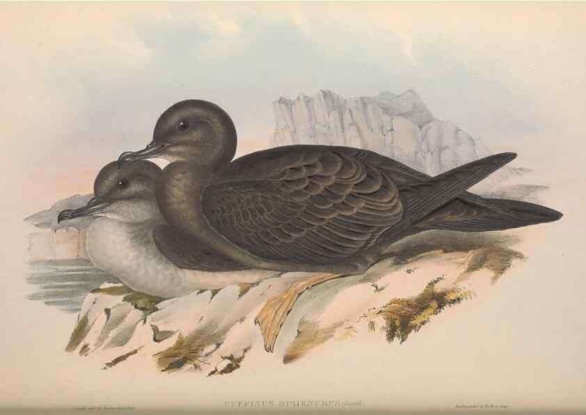 Reproducción/Reproduction 36144753963: The birds of Australia.. London,Printed by R. and J. E. Taylor; pub. by the author,[1840]-48.