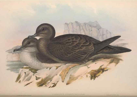 Reproducción/Reproduction 36144753963: The birds of Australia.. London,Printed by R. and J. E. Taylor; pub. by the author,[1840]-48.