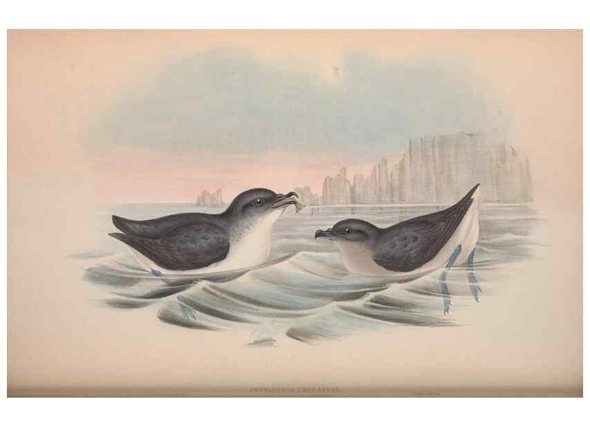 Reproducción/Reproduction 36144758573: The birds of Australia.. London,Printed by R. and J. E. Taylor; pub. by the author,[1840]-48.