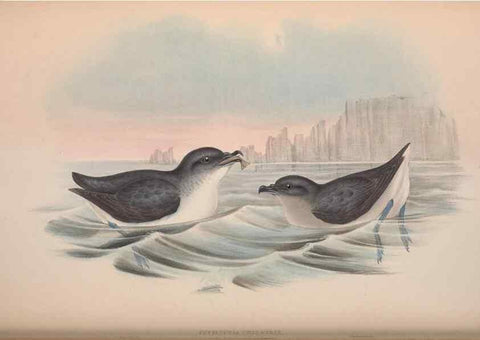 Reproducción/Reproduction 36144758573: The birds of Australia.. London,Printed by R. and J. E. Taylor; pub. by the author,[1840]-48.