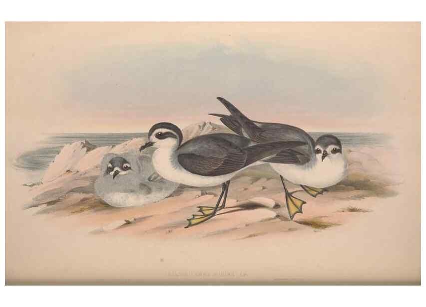 Reproducción/Reproduction 36144760963: The birds of Australia.. London,Printed by R. and J. E. Taylor; pub. by the author,[1840]-48.