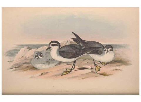 Reproducción/Reproduction 36144760963: The birds of Australia.. London,Printed by R. and J. E. Taylor; pub. by the author,[1840]-48.