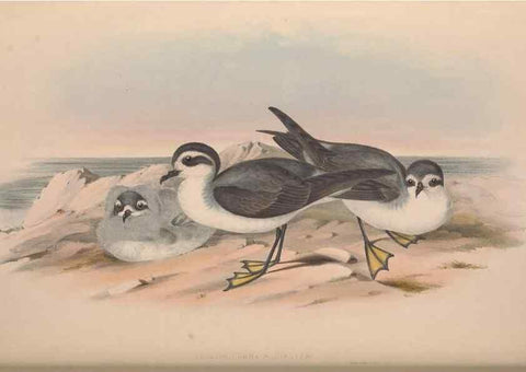 Reproducción/Reproduction 36144760963: The birds of Australia.. London,Printed by R. and J. E. Taylor; pub. by the author,[1840]-48.