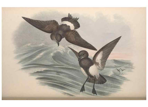 Reproducción/Reproduction 36144762573: The birds of Australia.. London,Printed by R. and J. E. Taylor; pub. by the author,[1840]-48.