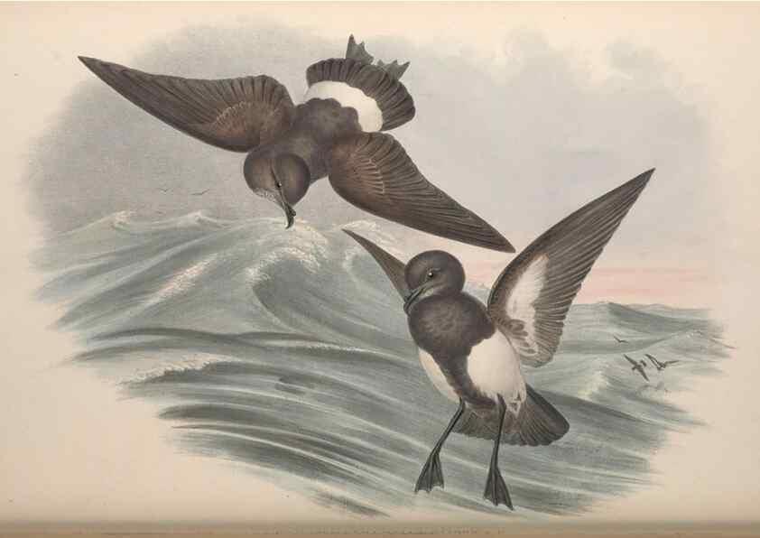 Reproducción/Reproduction 36144762573: The birds of Australia.. London,Printed by R. and J. E. Taylor; pub. by the author,[1840]-48.