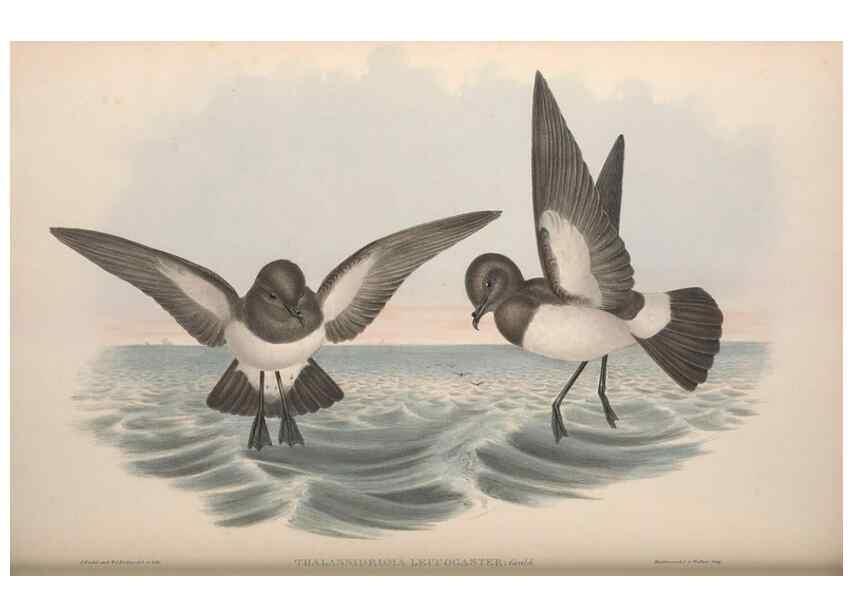 Reproducción/Reproduction 36144764363: The birds of Australia.. London,Printed by R. and J. E. Taylor; pub. by the author,[1840]-48.