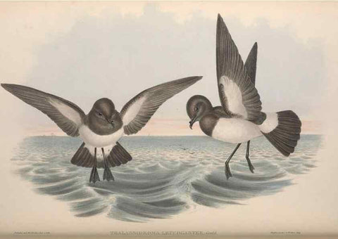 Reproducción/Reproduction 36144764363: The birds of Australia.. London,Printed by R. and J. E. Taylor; pub. by the author,[1840]-48.