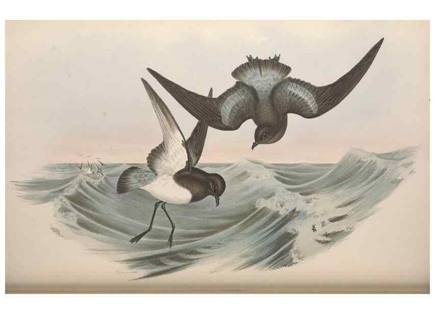 Reproducción/Reproduction 36144765973: The birds of Australia.. London,Printed by R. and J. E. Taylor; pub. by the author,[1840]-48.