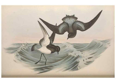 Reproducción/Reproduction 36144765973: The birds of Australia.. London,Printed by R. and J. E. Taylor; pub. by the author,[1840]-48.