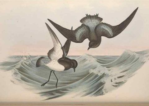 Reproducción/Reproduction 36144765973: The birds of Australia.. London,Printed by R. and J. E. Taylor; pub. by the author,[1840]-48.