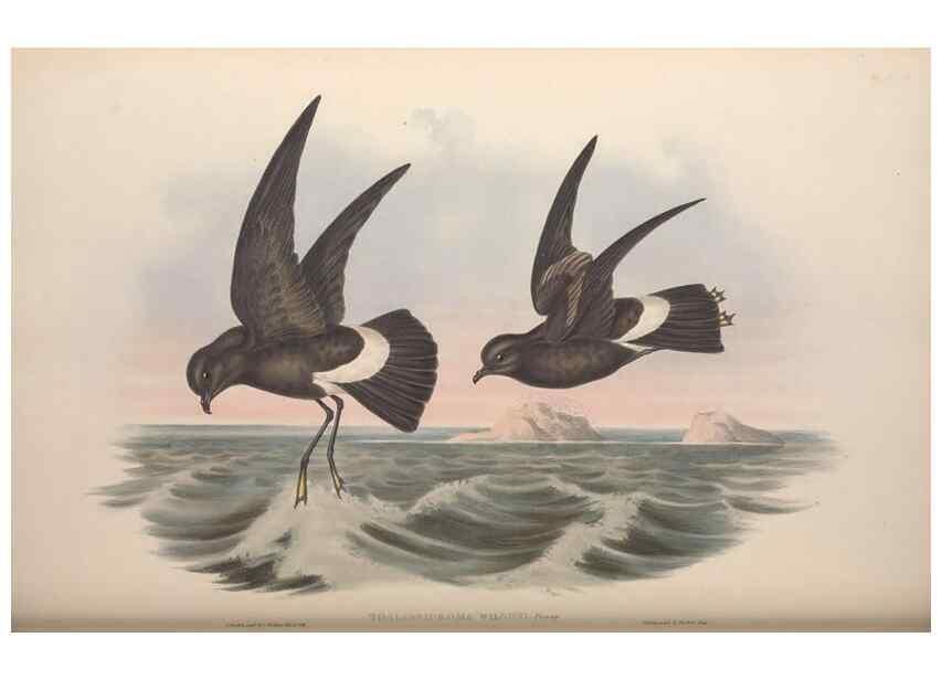 Reproducción/Reproduction 36144767413: The birds of Australia.. London,Printed by R. and J. E. Taylor; pub. by the author,[1840]-48.