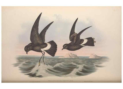 Reproducción/Reproduction 36144767413: The birds of Australia.. London,Printed by R. and J. E. Taylor; pub. by the author,[1840]-48.